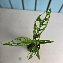 Load image into Gallery viewer, #H38 Monstera Obliqua