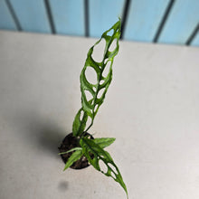 Load image into Gallery viewer, #17c Monstera Obliqua