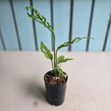 Load image into Gallery viewer, #17c Monstera Obliqua