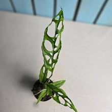 Load image into Gallery viewer, #17c Monstera Obliqua