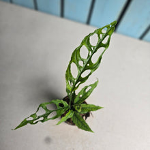 Load image into Gallery viewer, #H11 Monstera Obliqua