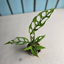 Load image into Gallery viewer, #H11 Monstera Obliqua