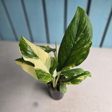 Load image into Gallery viewer, #B93 Variegated Monstera Lechleriana