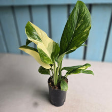 Load image into Gallery viewer, #B93 Variegated Monstera Lechleriana