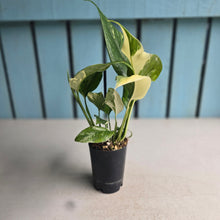 Load image into Gallery viewer, #B93 Variegated Monstera Lechleriana