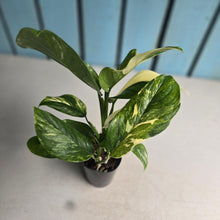 Load image into Gallery viewer, #B93 Variegated Monstera Lechleriana