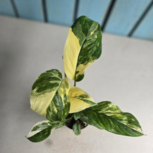 Load image into Gallery viewer, #P4 Variegated Monstera Lechleriana
