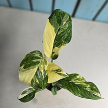Load image into Gallery viewer, #P4 Variegated Monstera Lechleriana