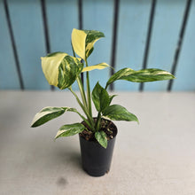Load image into Gallery viewer, #P4 Variegated Monstera Lechleriana