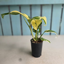 Load image into Gallery viewer, #P4 Variegated Monstera Lechleriana