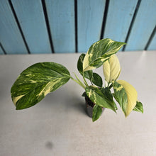 Load image into Gallery viewer, #88 Variegated Monstera Lechleriana