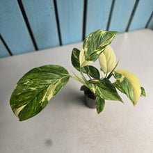 Load image into Gallery viewer, #88 Variegated Monstera Lechleriana