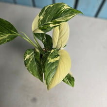Load image into Gallery viewer, #88 Variegated Monstera Lechleriana
