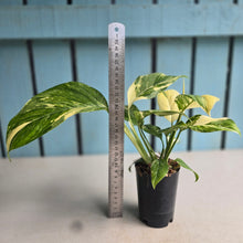 Load image into Gallery viewer, #88 Variegated Monstera Lechleriana