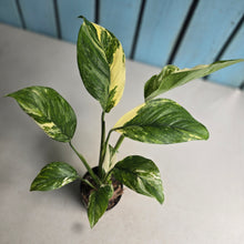 Load image into Gallery viewer, #W28 Variegated Monstera Lechleriana