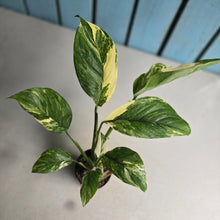 Load image into Gallery viewer, #W28 Variegated Monstera Lechleriana