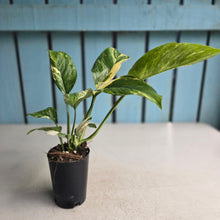 Load image into Gallery viewer, #W28 Variegated Monstera Lechleriana