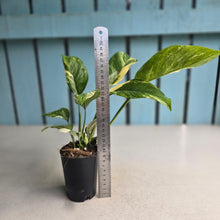 Load image into Gallery viewer, #W28 Variegated Monstera Lechleriana
