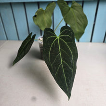 Load image into Gallery viewer, #G21 Anthurium Dark Mama x (Black Cherry x Papillilaminum)