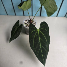 Load image into Gallery viewer, #G21 Anthurium Dark Mama x (Black Cherry x Papillilaminum)