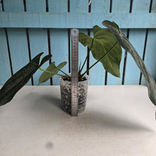 Load image into Gallery viewer, #G21 Anthurium Dark Mama x (Black Cherry x Papillilaminum)