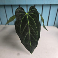 Load image into Gallery viewer, #G21 Anthurium Dark Mama x (Black Cherry x Papillilaminum)