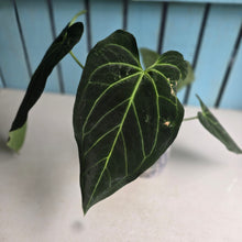Load image into Gallery viewer, #G21 Anthurium Dark Mama x (Black Cherry x Papillilaminum)