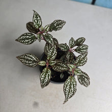 Load image into Gallery viewer, #G15 Sonerila Maculata