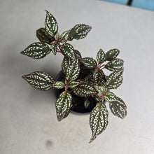 Load image into Gallery viewer, #G15 Sonerila Maculata