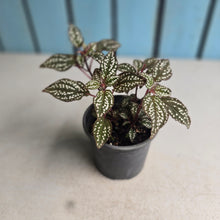 Load image into Gallery viewer, #G15 Sonerila Maculata