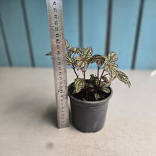 Load image into Gallery viewer, #G15 Sonerila Maculata