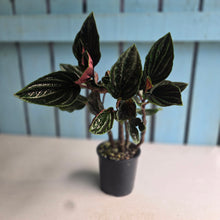 Load image into Gallery viewer, #H32 Peperomia Rugosa Ecuador