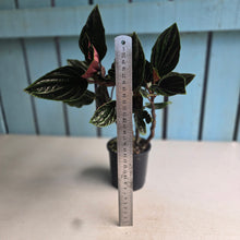 Load image into Gallery viewer, #H32 Peperomia Rugosa Ecuador