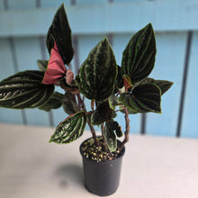 Load image into Gallery viewer, #H32 Peperomia Rugosa Ecuador