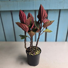 Load image into Gallery viewer, #H32 Peperomia Rugosa Ecuador