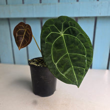 Load image into Gallery viewer, #HB Anthurium Forgetii x