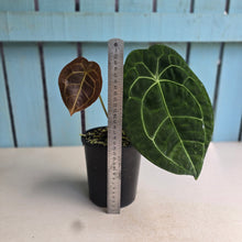 Load image into Gallery viewer, #HB Anthurium Forgetii x