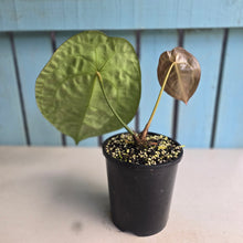 Load image into Gallery viewer, #HB Anthurium Forgetii x
