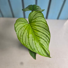 Load image into Gallery viewer, #W18 Philodendron Silver Cloud