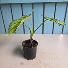Load image into Gallery viewer, #W18 Philodendron Silver Cloud