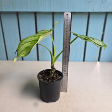Load image into Gallery viewer, #W18 Philodendron Silver Cloud