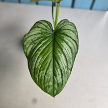 Load image into Gallery viewer, #W18 Philodendron Silver Cloud
