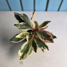 Load image into Gallery viewer, #112 Peperomia Jelly