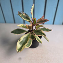 Load image into Gallery viewer, #112 Peperomia Jelly