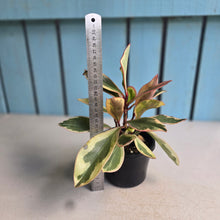 Load image into Gallery viewer, #112 Peperomia Jelly