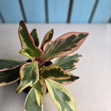 Load image into Gallery viewer, #112 Peperomia Jelly