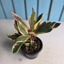 Load image into Gallery viewer, #112 Peperomia Jelly