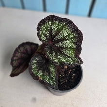 Load image into Gallery viewer, #H64 Begonia Unknown
