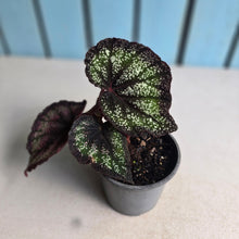 Load image into Gallery viewer, #H64 Begonia Unknown