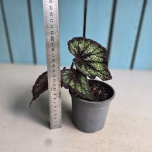 Load image into Gallery viewer, #H64 Begonia Unknown